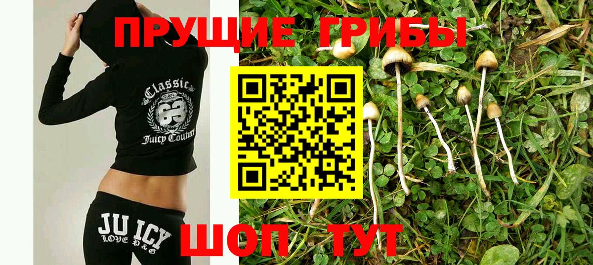 Псилоцибиновые грибы Psilocybine cubensis Электросталь